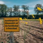 Wie beeinflusst CBD das Immunsystem?