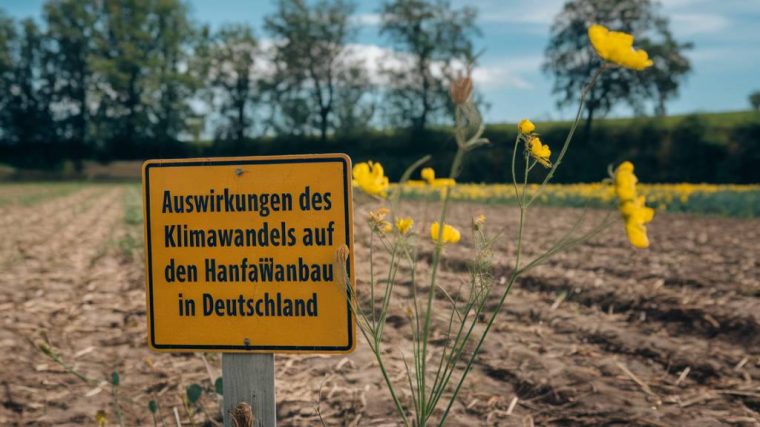 Auswirkungen des Klimawandels auf den Hanfanbau in Deutschland