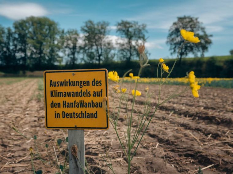 Auswirkungen des Klimawandels auf den Hanfanbau in Deutschland