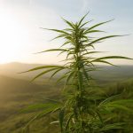 Die Rolle von CBD im Tierschutz: Nachhaltige Hilfe für gestresste Nutztiere?