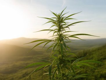 Wie nachhaltig ist die CBD-Produktion wirklich?