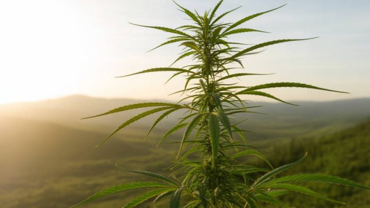 Wie nachhaltig ist die CBD-Produktion wirklich?