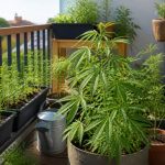 Cbd vapen: was du über das verdampfen von cannabidiol wissen solltest