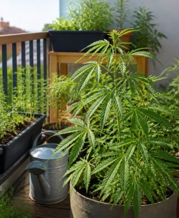 Nachhaltiger Hanfanbau auf kleinen Flächen: Wie Balkone, Gärten und Urban Gardening zur grünen CBD-Zukunft beitragen können
