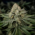 Cannabidiol shop: worauf du beim kauf achten solltest