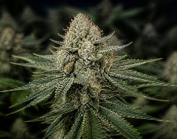 Mk ultra strain: wirkung, aroma und eigenschaften