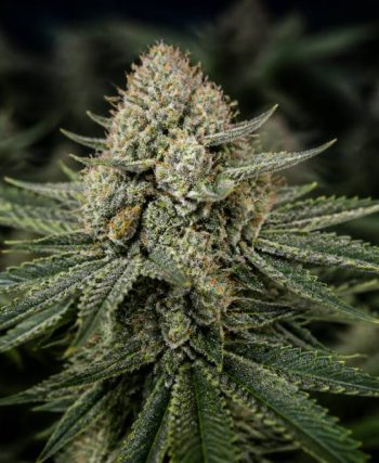 Mk ultra strain: wirkung, aroma und eigenschaften