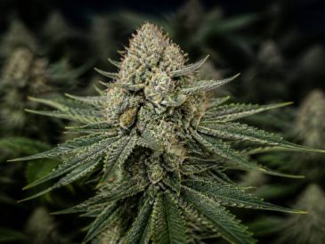 Mk ultra strain: wirkung, aroma und eigenschaften