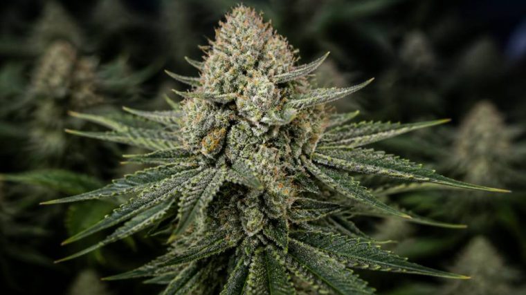 Mk ultra strain: wirkung, aroma und eigenschaften
