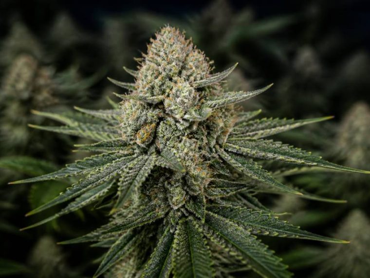 Mk ultra strain: wirkung, aroma und eigenschaften