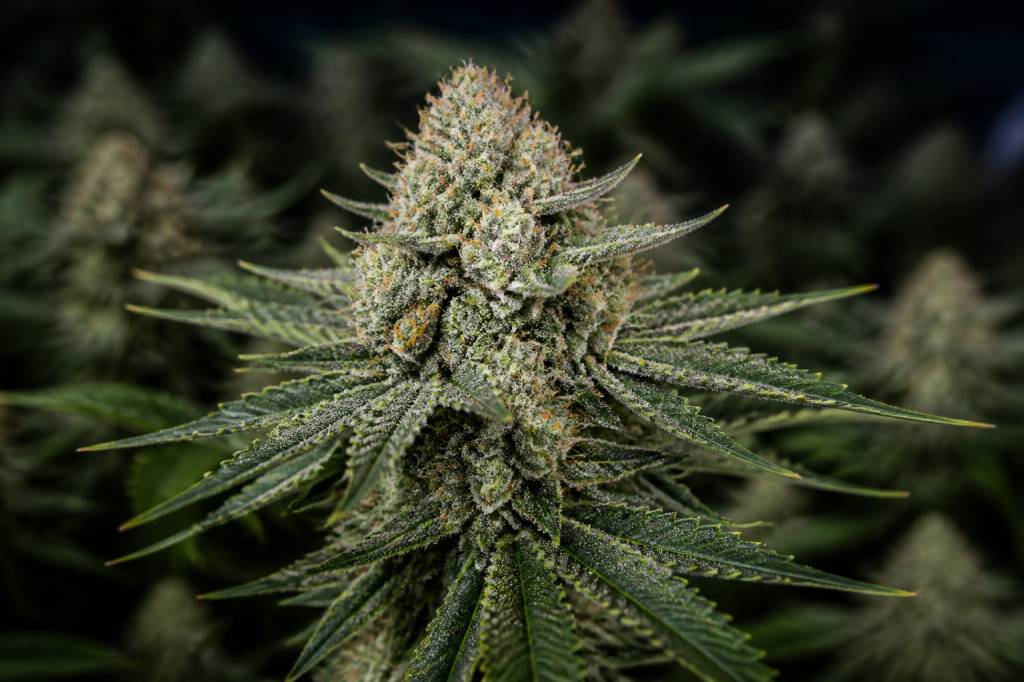 Mk ultra strain: wirkung, aroma und eigenschaften