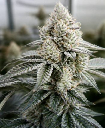 La bomba compound genetics: genetik, eigenschaften und anbau im überblick