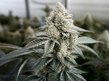 La bomba compound genetics: genetik, eigenschaften und anbau im überblick