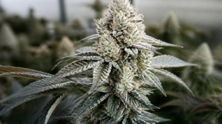 La bomba compound genetics: genetik, eigenschaften und anbau im überblick