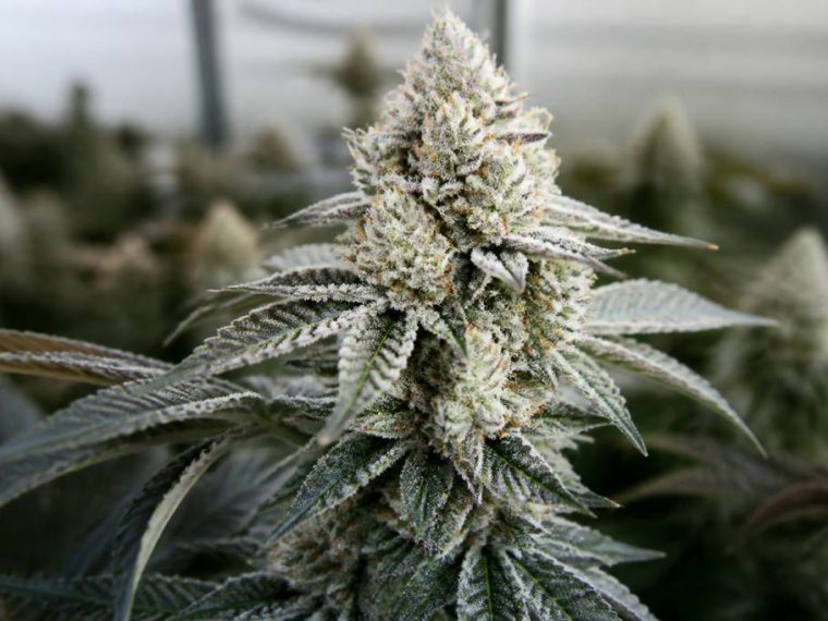 La bomba compound genetics: genetik, eigenschaften und anbau im überblick
