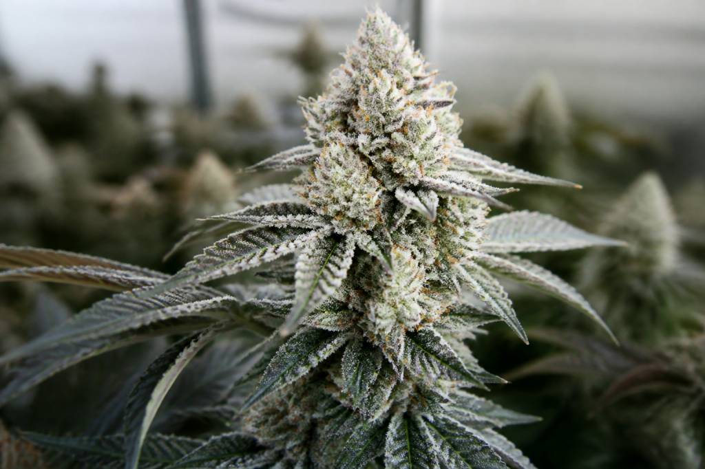 La bomba compound genetics: genetik, eigenschaften und anbau im überblick